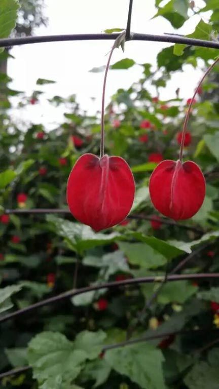 日日夜夜精品国产日韩 【菌】生物菌有机肥_微生物菌剂_益生菌