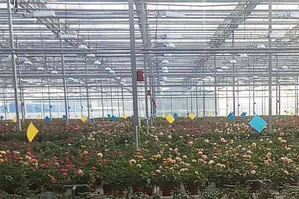 三级4级特黄60分钟 蚜虫怎么治_蚜虫的防治方法_13种消灭蚜虫的好方法