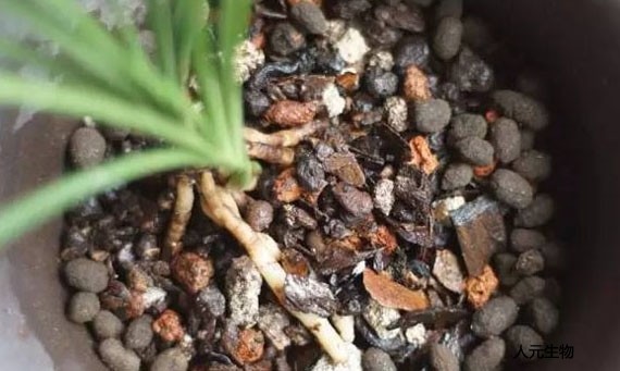 三级高潮黄色红桃视频 羊粪发酵制作有机肥工艺技术