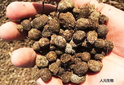 羊粪发酵制作有机肥工艺技术