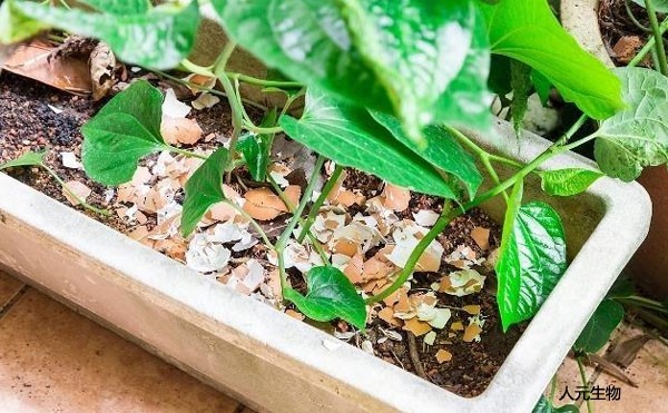 三级高潮黄色红桃视频 什么是有机肥？施用有机肥有哪些具体作用？