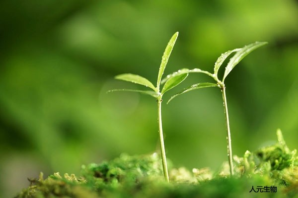 三级4级特黄60分钟 发酵完成后的微生物肥料如何使用才正确，需要注意哪些？