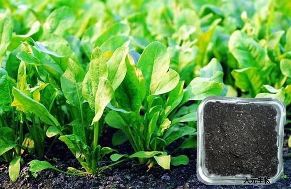 三级4级特黄60分钟 发酵完成后的微生物肥料如何使用才正确，需要注意哪些？