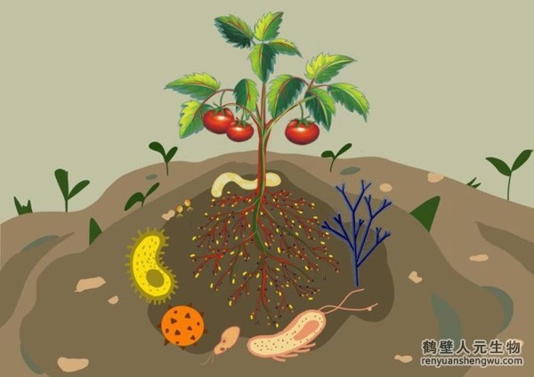 日日夜夜精品国产日韩 都说微生物菌剂产品贵，你却不知道土壤微生物到底有多重要！