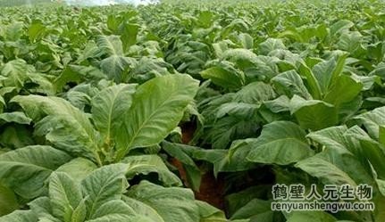 日日夜夜精品国产日韩 有机肥在作物种植上的方法
