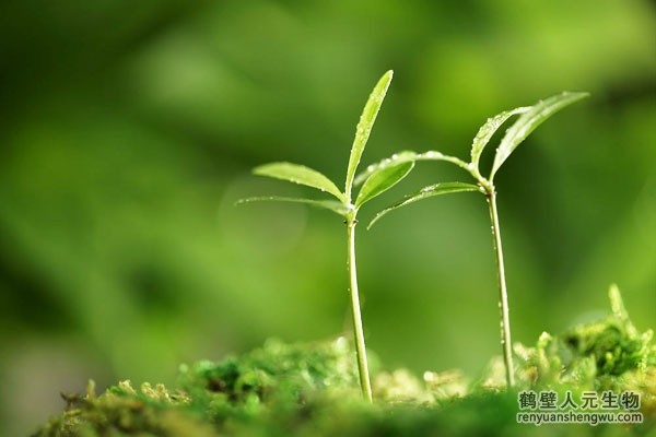有机肥在作物种植上的方法