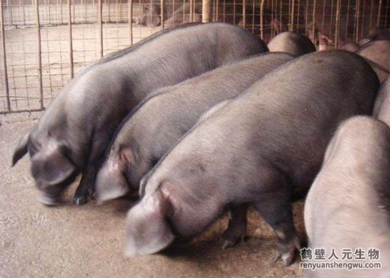 日日夜夜精品国产日韩 猪粪是如何发酵成有机肥料的？