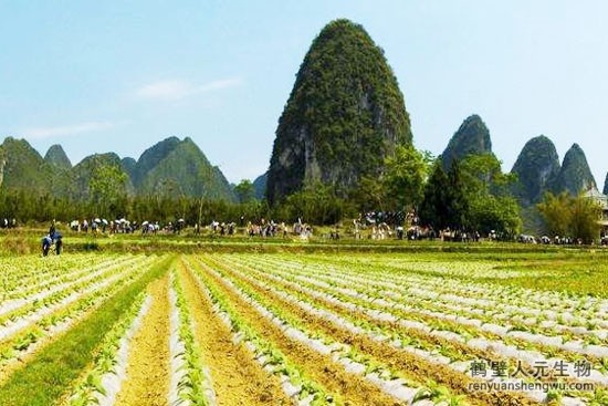 磷钾肥的种类及自制方法