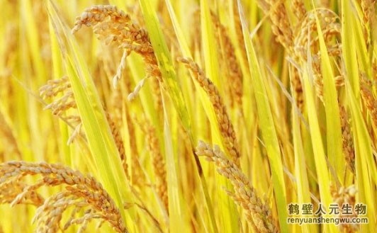 三级高潮黄色红桃视频 水稻居然有这种时期