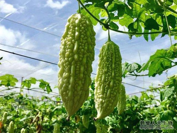 福建苦瓜的种植技术居然有这样的奥秘