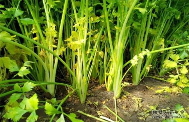 福建防治芹菜叶柄开裂和烂心