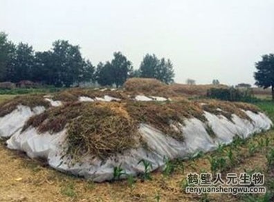 三级高潮黄色红桃视频 有机肥发酵重要阶段