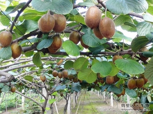 内蒙果树种植上施用生物有机肥的作用与方法