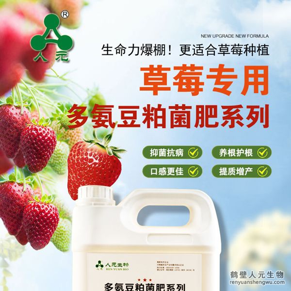 多氨豆粕菌肥系列草莓专用肥由河南省微生物菌剂工程技术研究中心研制，鹤壁市人元生物技术发展有限公司生产，本品是以固态发酵豆粕为主要原料，豆粕经过有益微生物菌种发酵分解，充分释放游离氨基酸，同时辅以枯草、地衣、胶冻样芽孢杆菌等有益菌群。