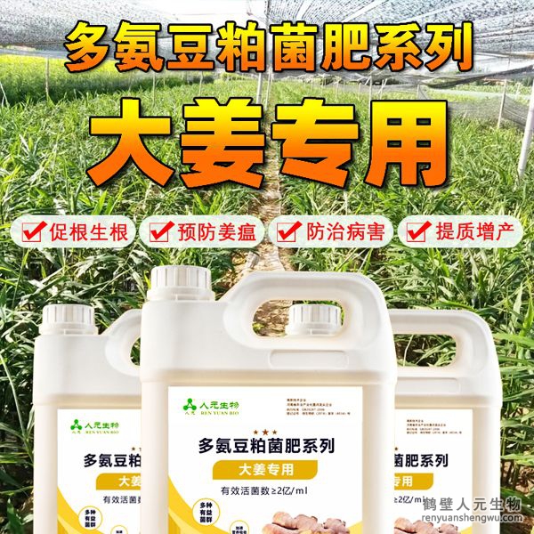 多氨豆粕菌肥系列大姜专用肥由河南省微生物菌剂工程技术研究中心研制，鹤壁市人元生物技术发展有限公司生产，本品是以固态发酵豆粕为主要原料，豆粕经过有益微生物菌种发酵分解，充分释放游离氨基酸，同时辅以枯草、地衣、胶冻样芽孢杆菌等有益菌群。